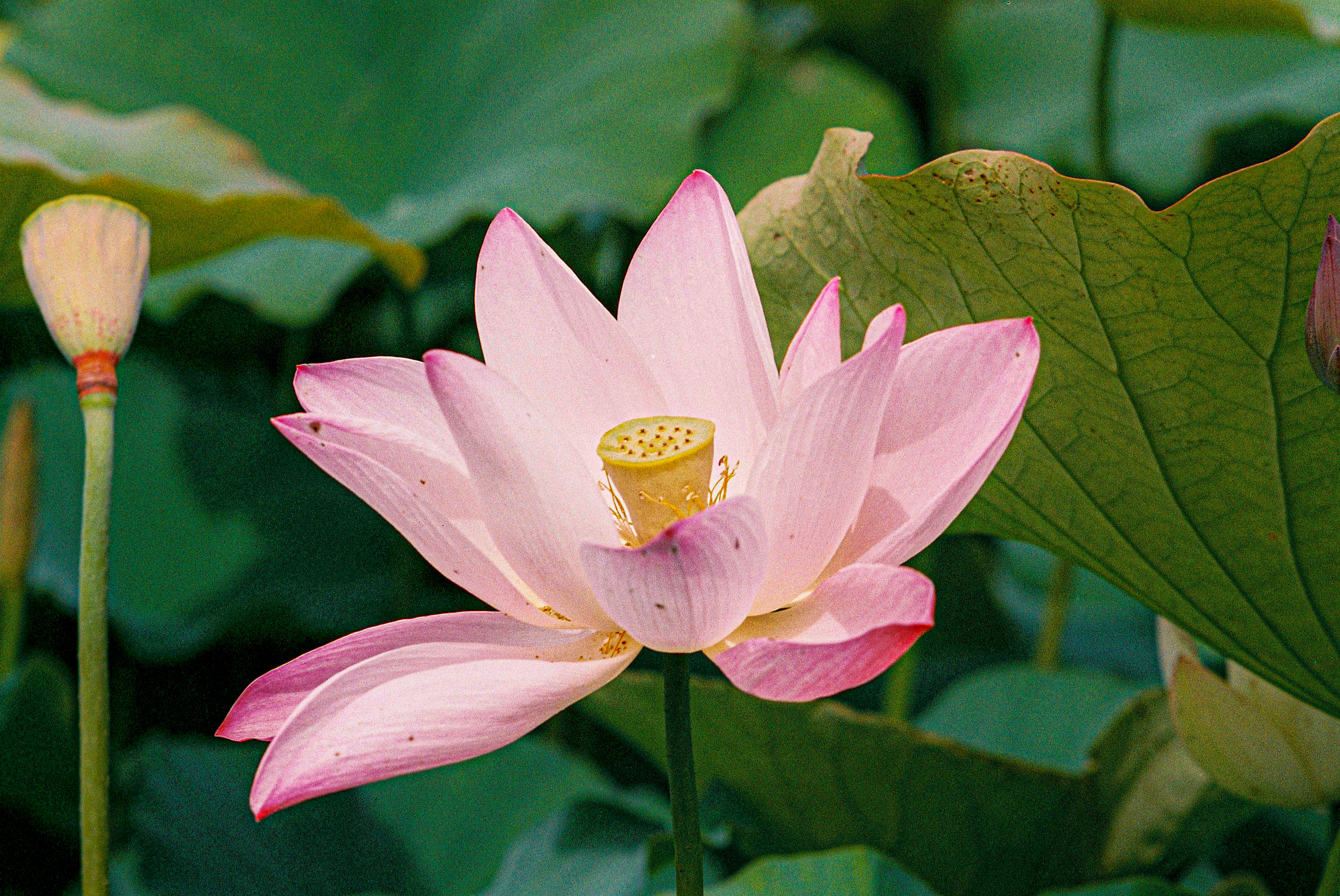 作品