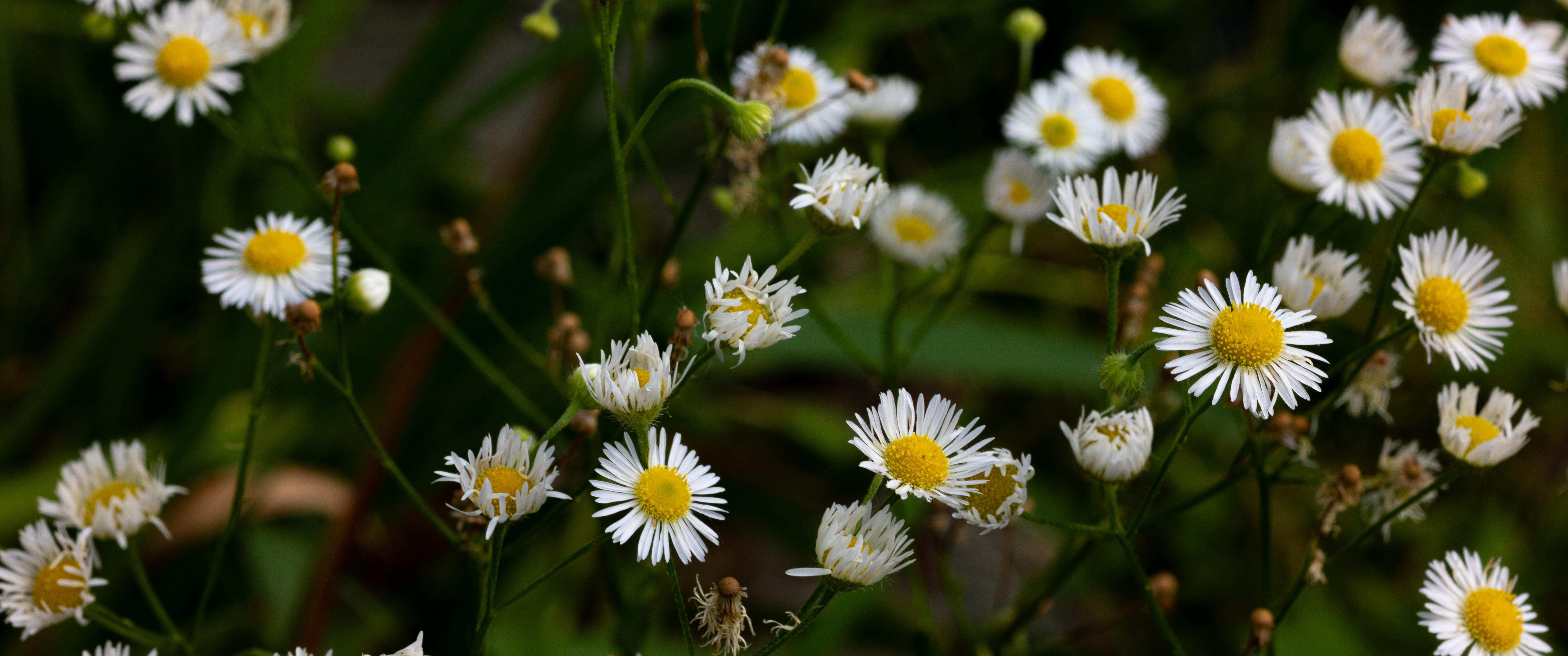 作品