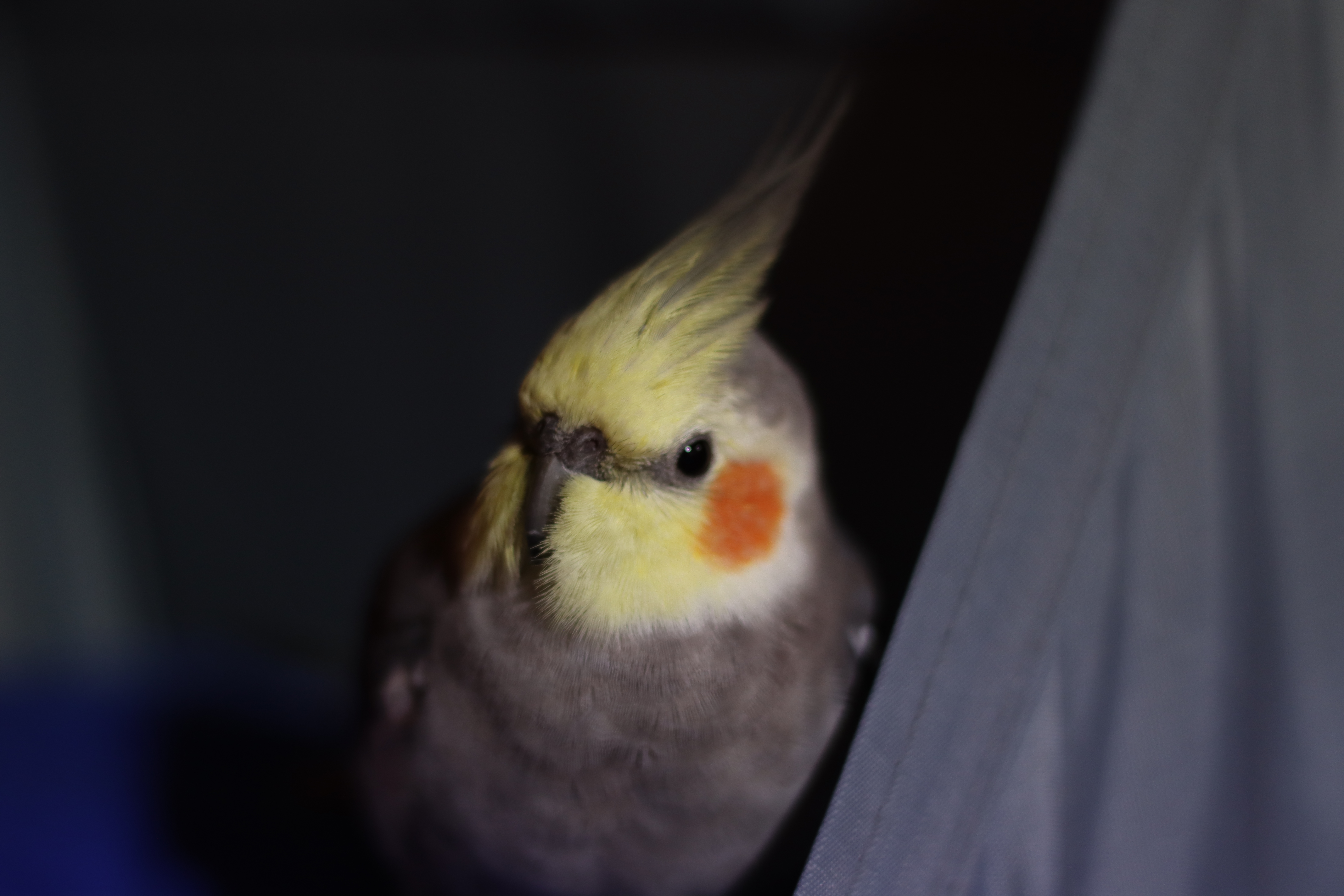 作品