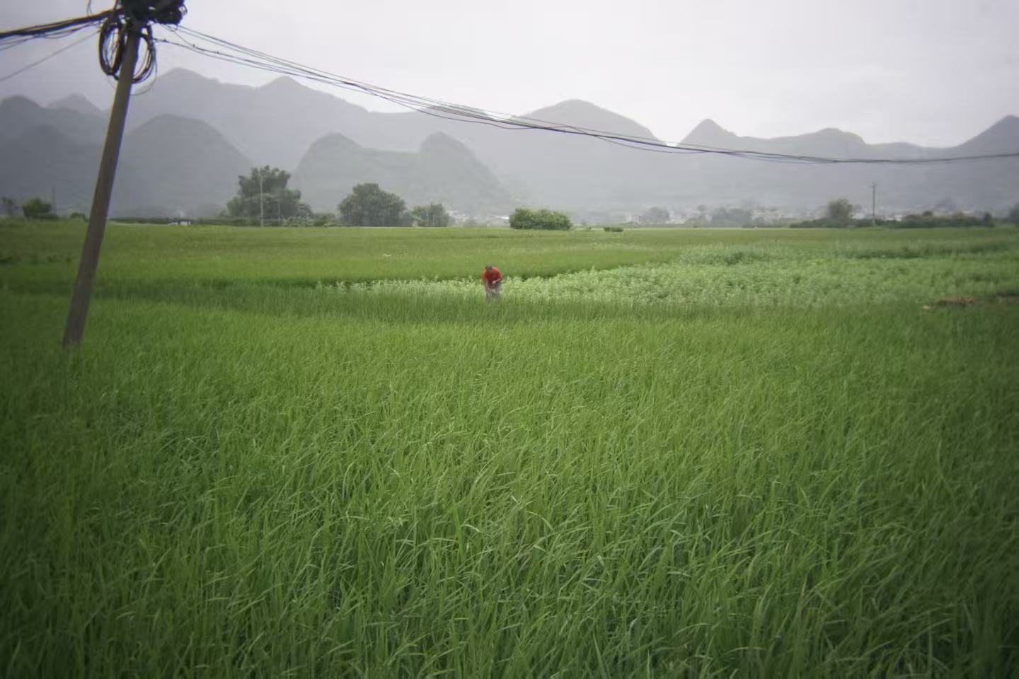 作品