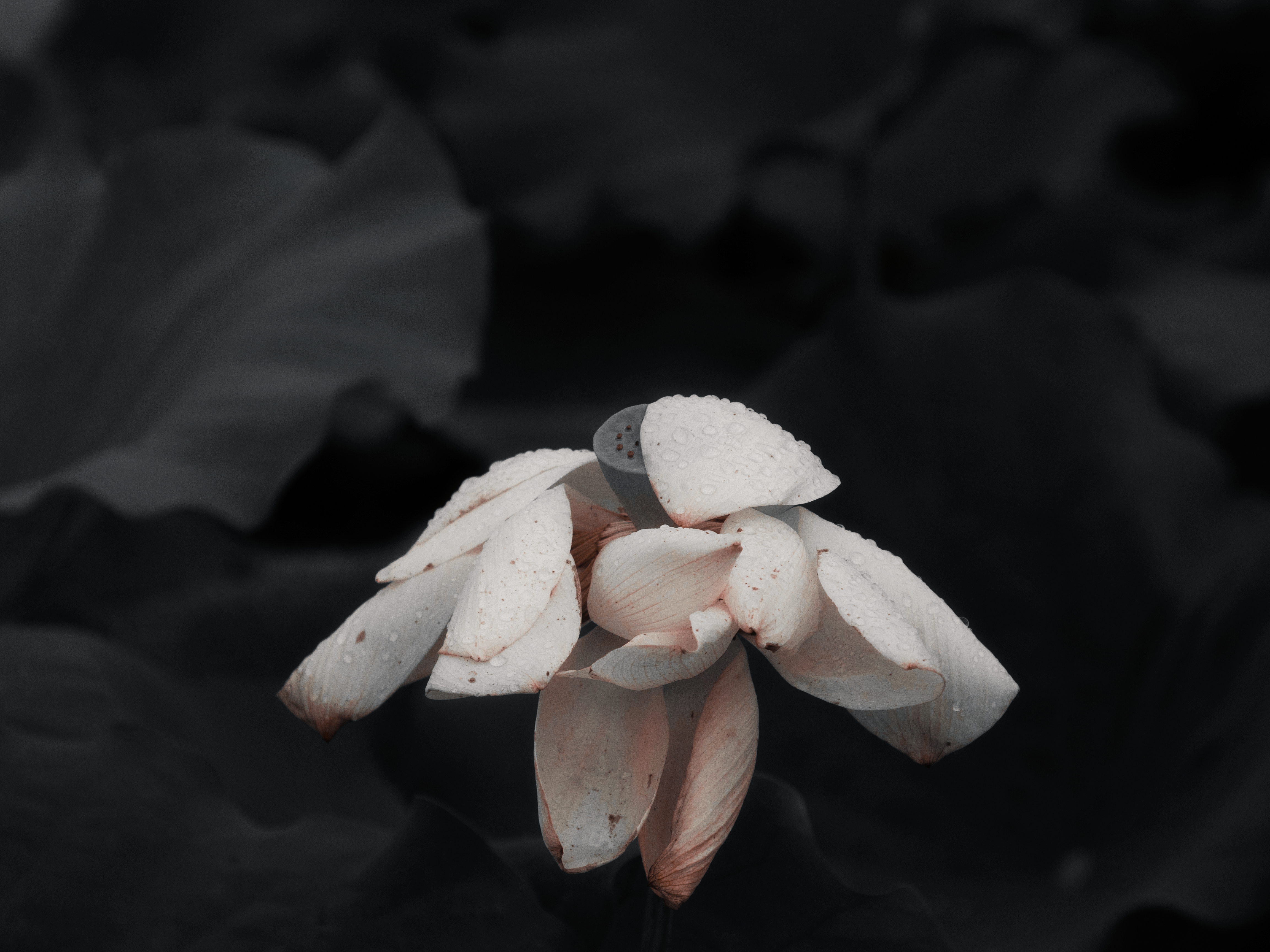 作品