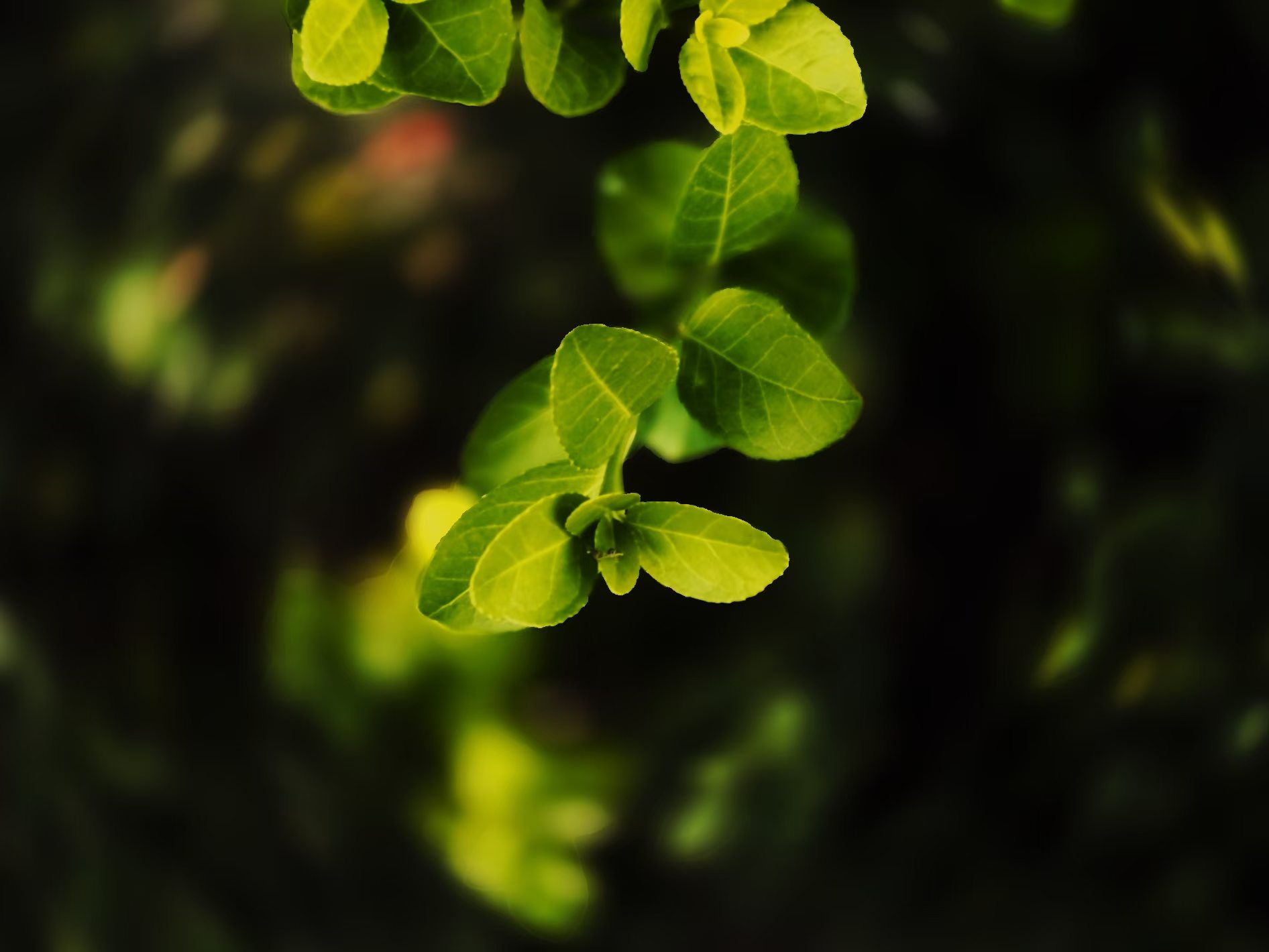 作品