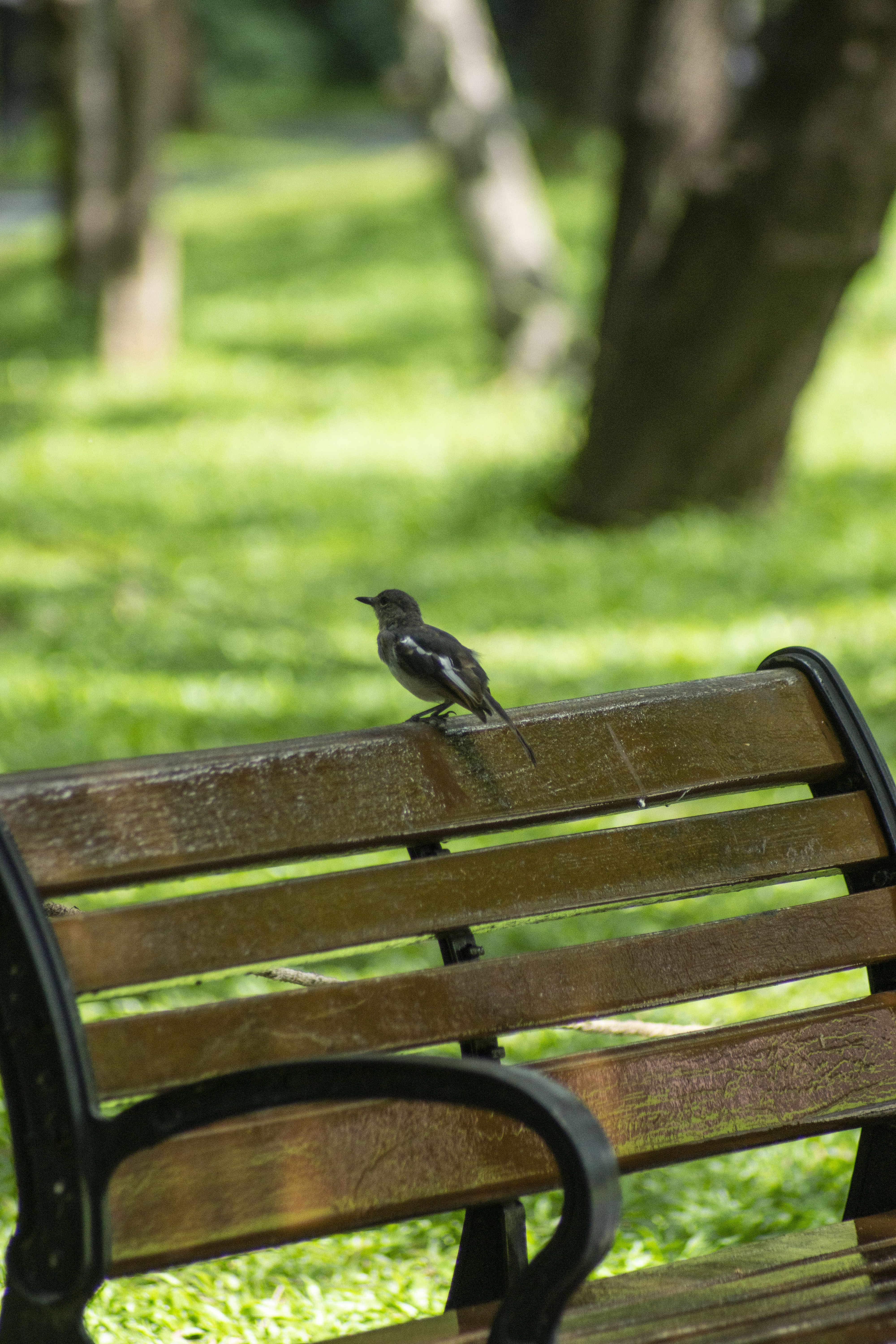 作品