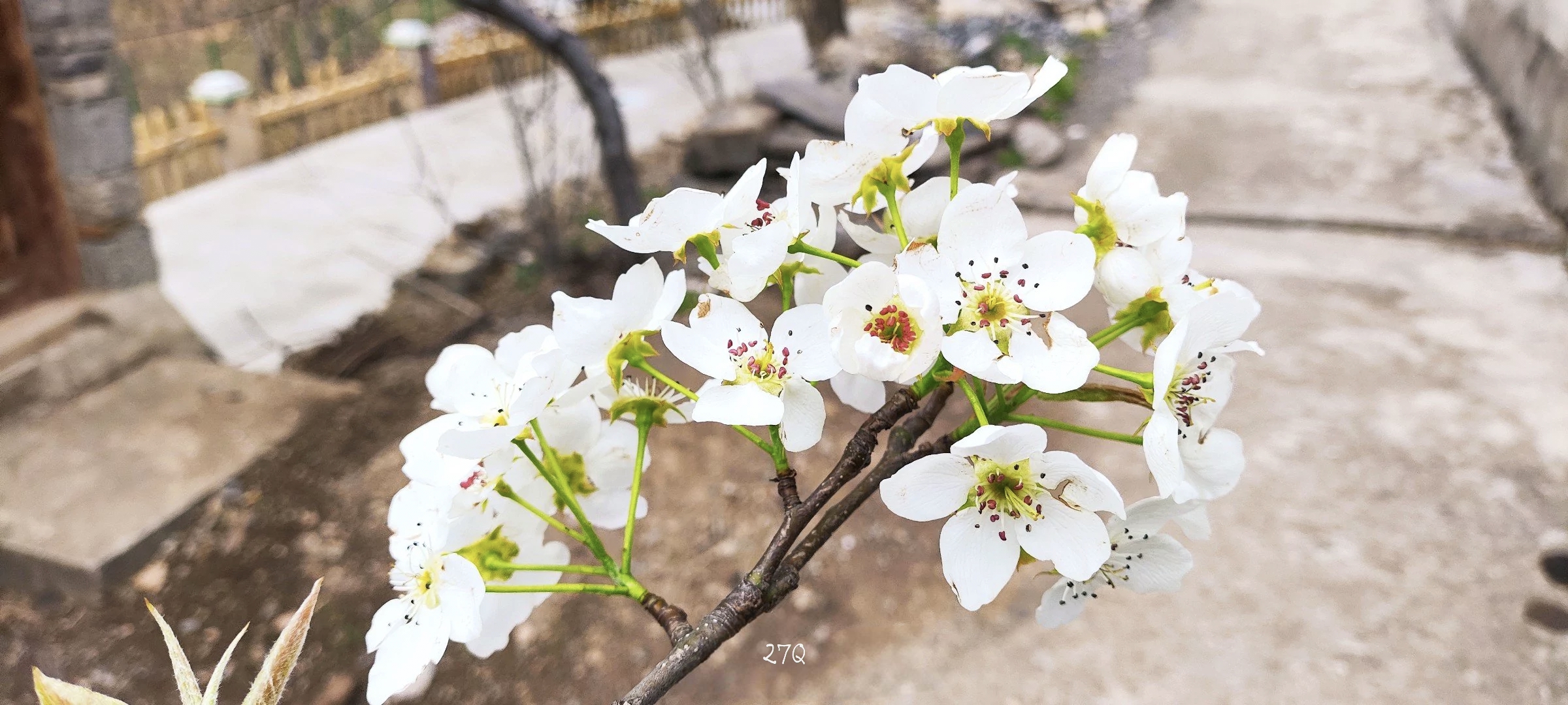 作品